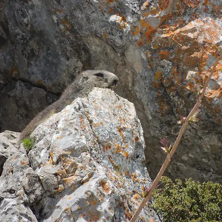 アルパイン クラシック ホテル 3*