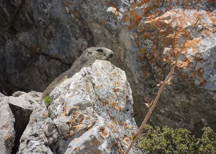 Alpine Classic Hotel 3*